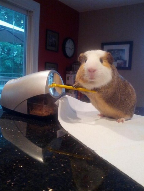 Stuff My Guinea Pig Does (9 Cute Pics)